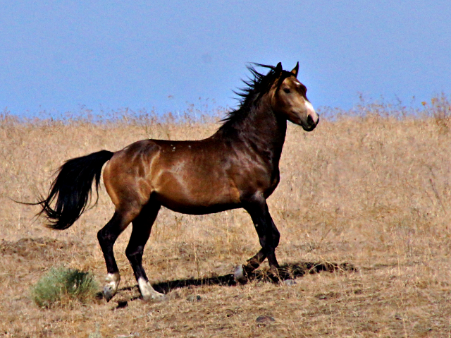 Sec1-2A_Wild_horse